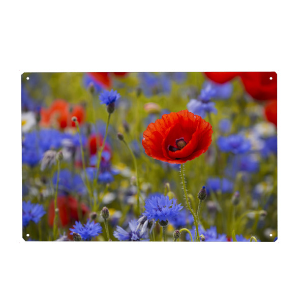 Holzbild "Mohnblüte im Kornblumenfeld" artboxONE - Natur,Floral
