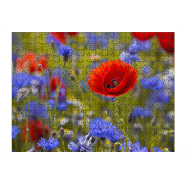 artboxONE Puzzle "Mohnblüte im Kornblumenfeld" artboxONE - Natur,Floral