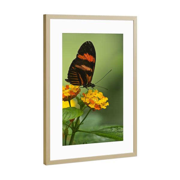 Poster mit Rahmen Gold "Briefträgerschmetterling" artboxONE - Natur,Floral,Tiere