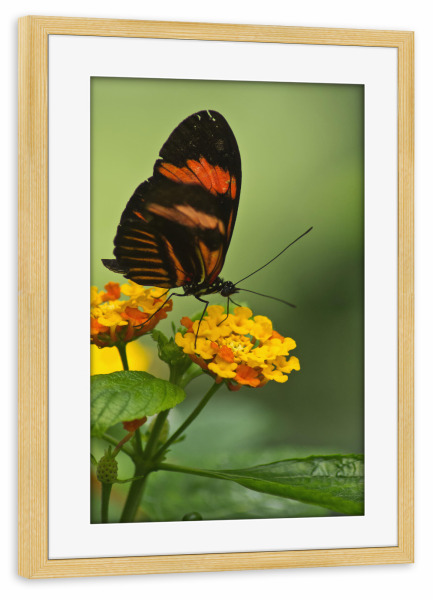Poster mit Rahmen kiefer "Briefträgerschmetterling" artboxONE - Natur,Floral,Tiere