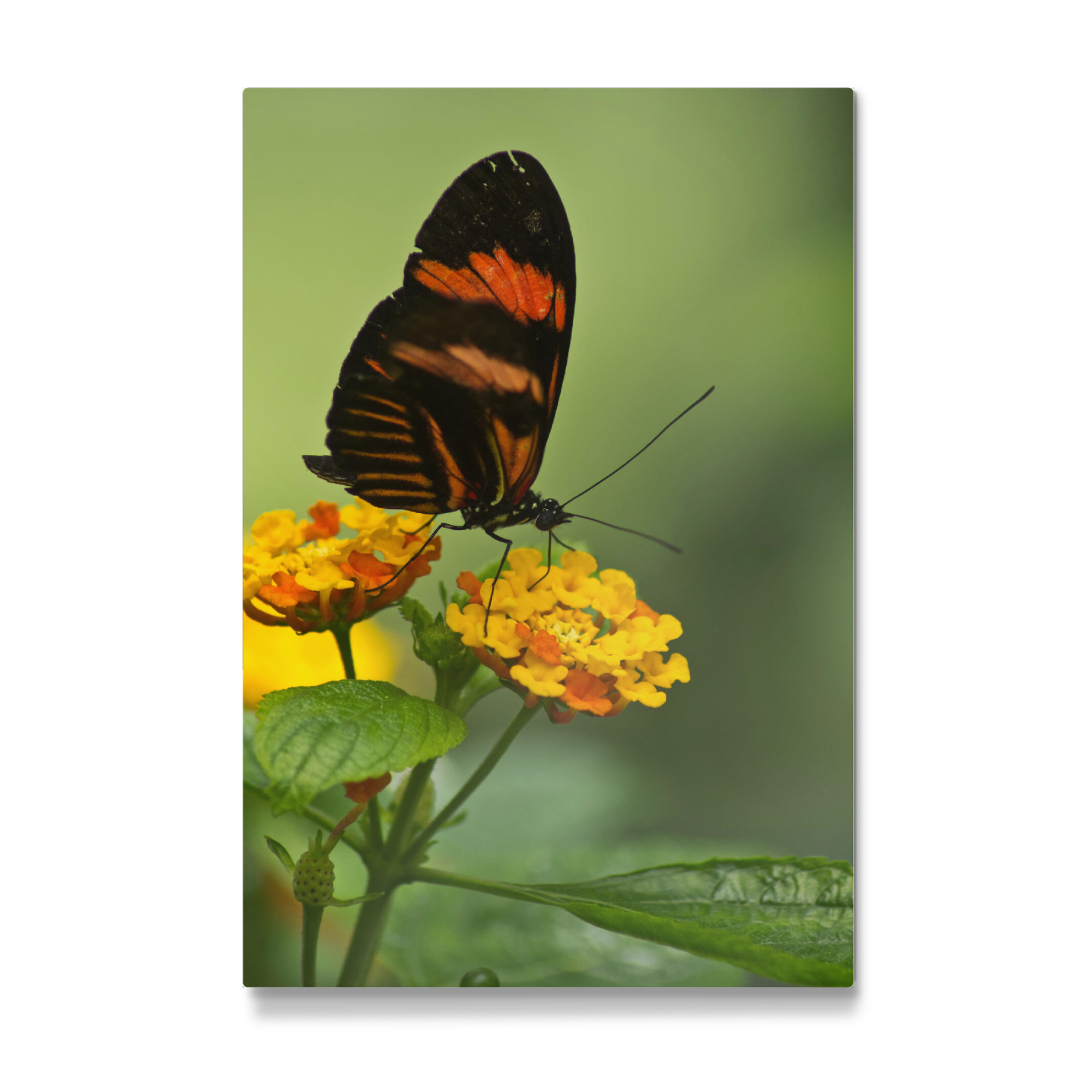 Galerie-Print "Briefträgerschmetterling" 30x20 cm artboxONE