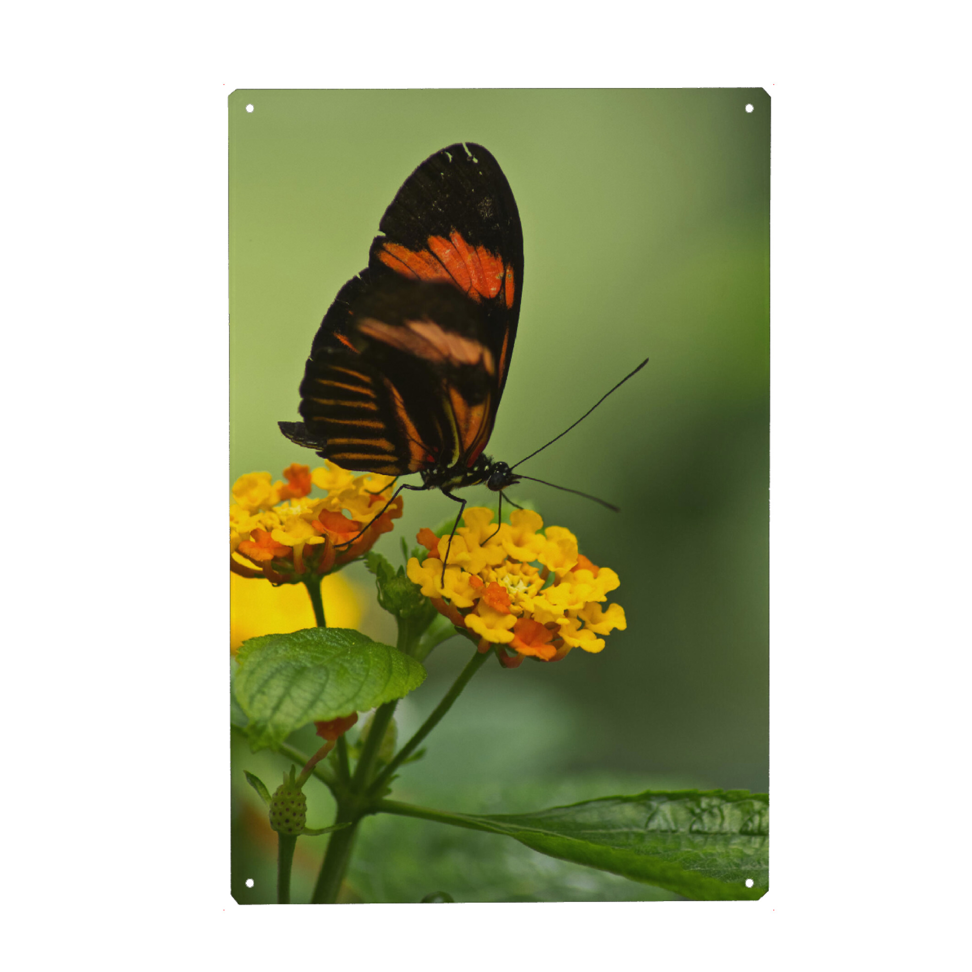 Metall Poster "Briefträgerschmetterling" artboxONE - Natur,Floral,Tiere