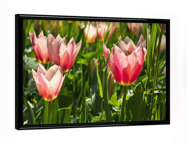 Poster mit schwarzem Rahmen "Rosa Tulpenwiese" artboxONE - Natur,Floral