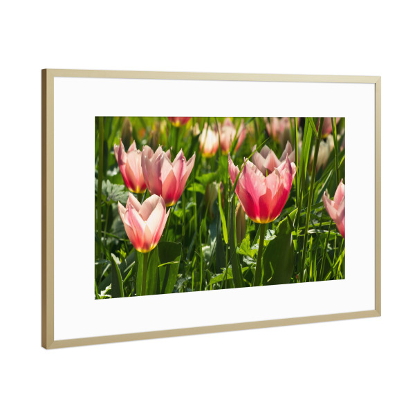 Poster mit Rahmen Gold "Rosa Tulpenwiese" artboxONE - Natur,Floral