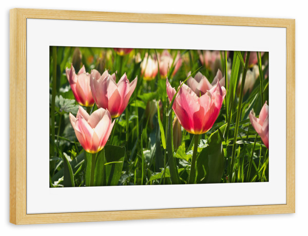 Poster mit Rahmen kiefer "Rosa Tulpenwiese" artboxONE - Natur,Floral