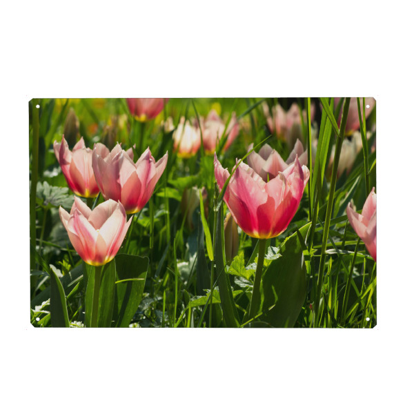 Metall Poster "Rosa Tulpenwiese" artboxONE - Natur,Floral