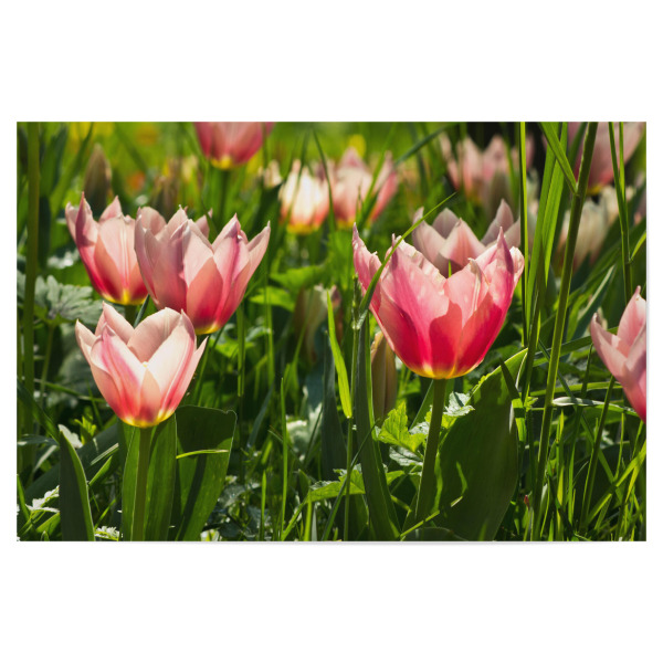 Poster 30x20 cm "Rosa Tulpenwiese" artboxONE - Natur,Floral