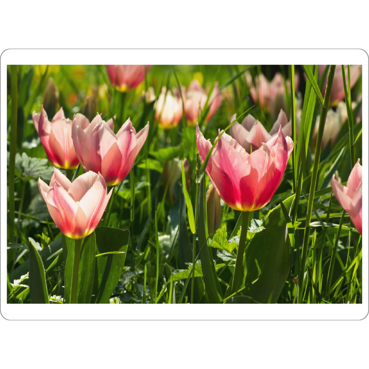 Tischset "Rosa Tulpenwiese" artboxONE - Natur,Floral