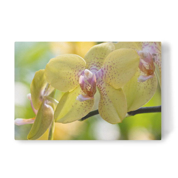 Leinwandbild "Orchideenzauber" artboxONE - Natur,Floral