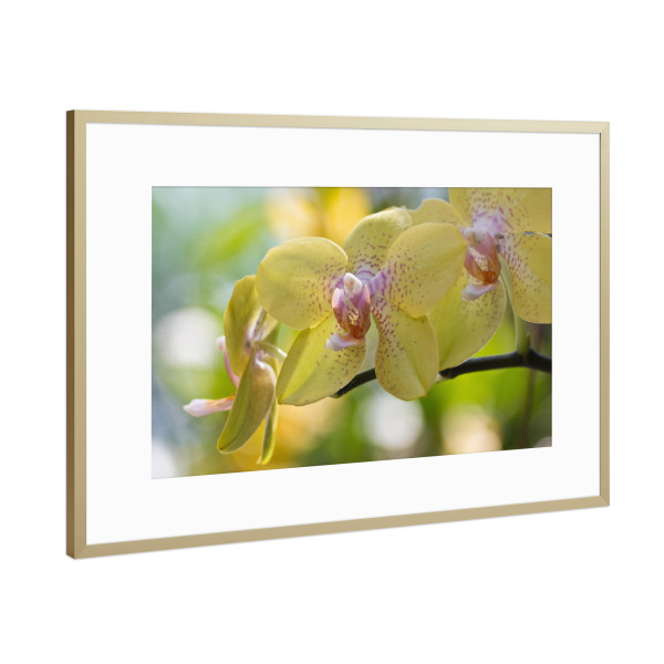 Poster mit Rahmen Gold "Orchideenzauber" artboxONE - Natur,Floral