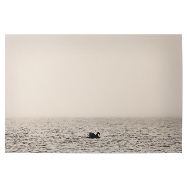 Poster 30x20 cm "Lonely Swan" artboxONE - Natur,Tiere - Schwan,Höckerschwan,Einzeln,Vogel,Naturfoto,Wildlifephotography,Nebel,Sonnenlicht,Cygnus