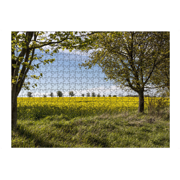 Puzzle Ravensburger "Raps im Frühling" artboxONE - Natur,Floral - Frühling,Raps,Rapsfeld,Rapsblüte,Natur,Nature,Spring,Feld,Field - Bild frühling
