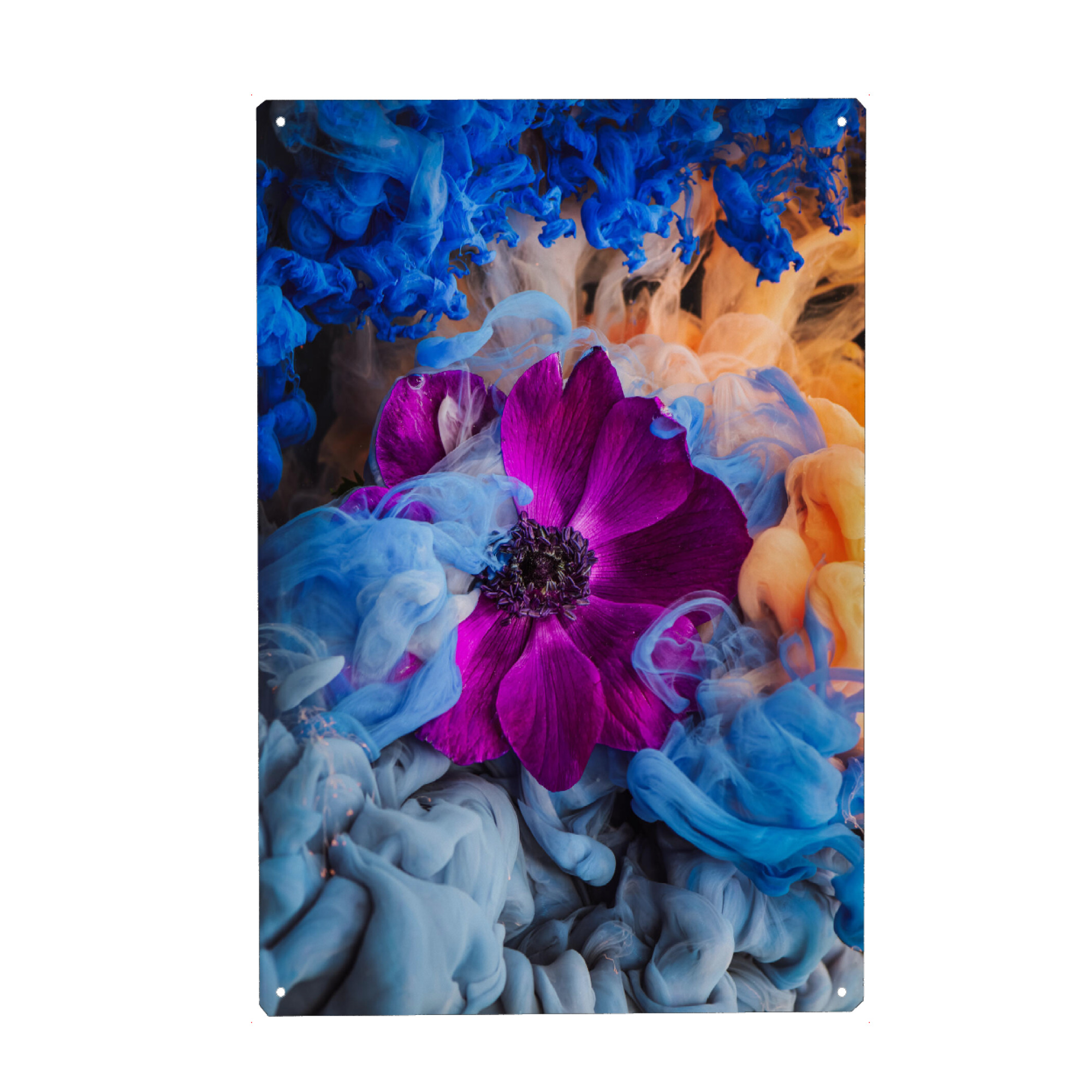 Metall Poster "Pink Anemone" artboxONE - Natur,Floral,Abstrakt