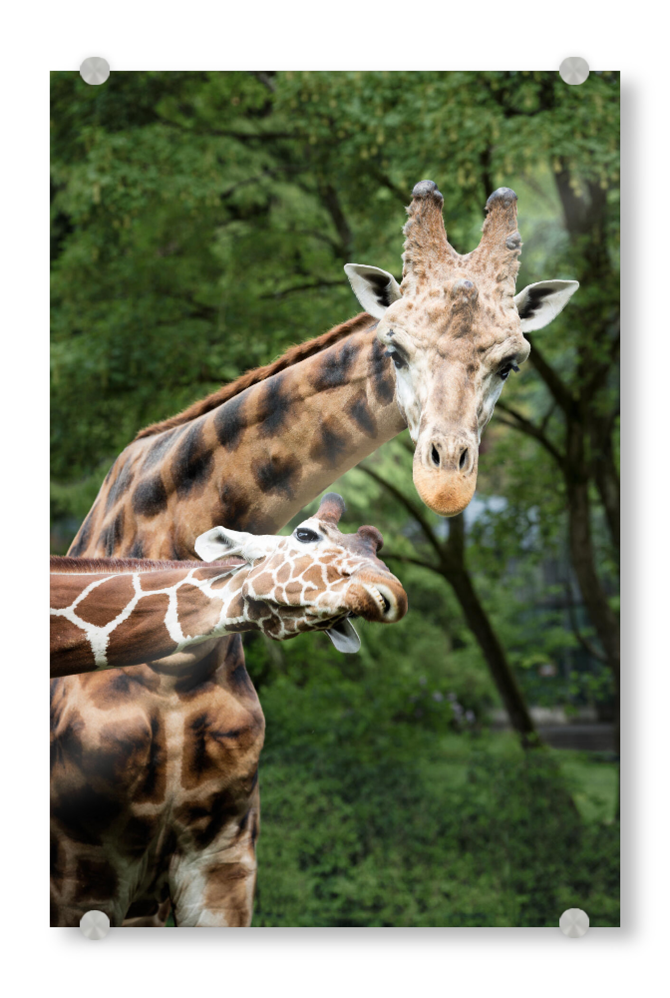 Acrylglasbild "Guckst du" artboxONE - Natur,Tiere,Lustig - Giraffe,Lustig,Animal,Tier,Afrika,Africa,Natur,Nature