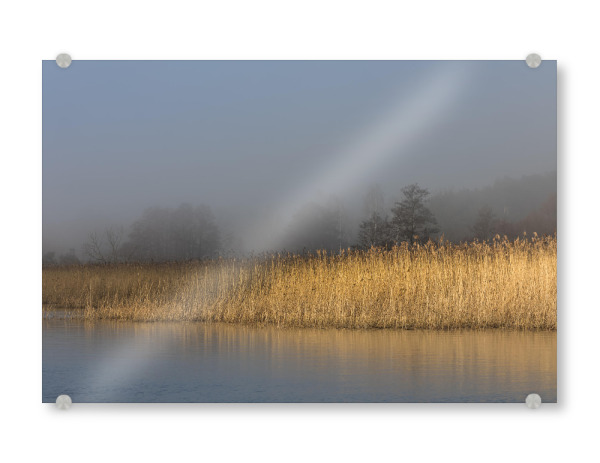 Acrylglasbild "Schilfgürtel" artboxONE - Natur - Schilf,Ufer,Usedom,Achterwasser,Nebel,Schilfrohr,Mecklenburg-vorpommern,Naturfoto