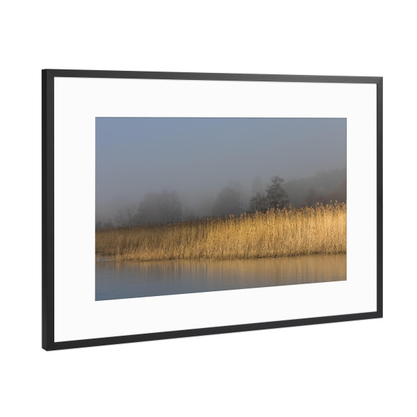 Poster mit Rahmen Schwarz (Metallic) "Schilfgürtel" artboxONE - Natur