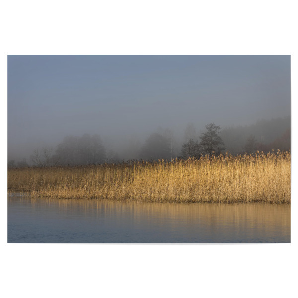 Poster 30x20 cm "Schilfgürtel" artboxONE - Natur - Schilf,Ufer,Usedom,Achterwasser,Nebel,Schilfrohr,Mecklenburg-vorpommern,Naturfoto