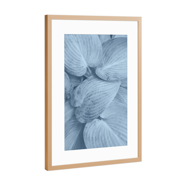 Poster mit Rahmen Kupfer "Blue Leaves Macro" artboxONE - Natur,Floral