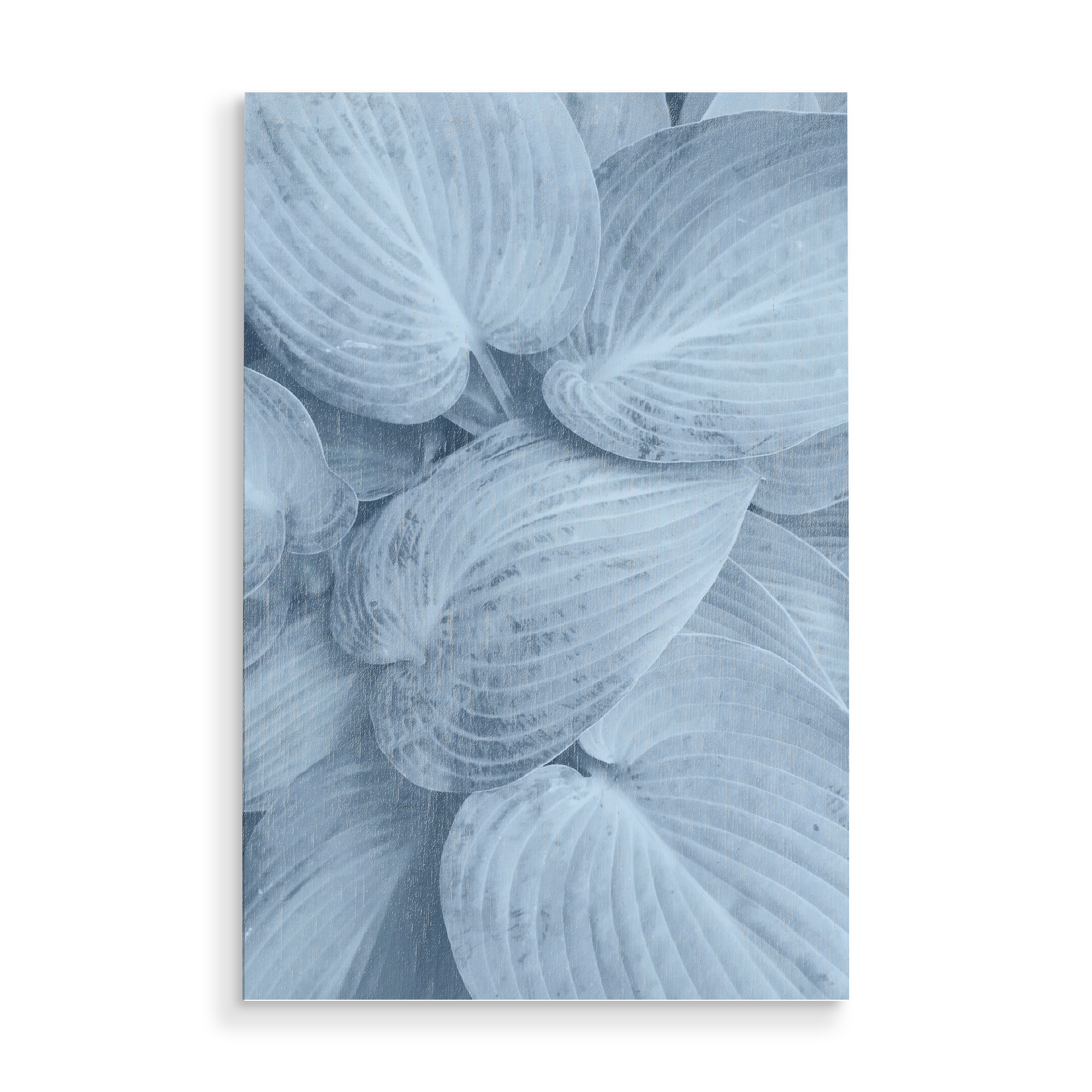 Holzbild "Blue Leaves Macro" artboxONE - Natur,Floral - Blue,Floral,Flower,Leaf,Leaves,Delicate,Pastel,Blätter,Natur,Nature,Pflanzen,Plants