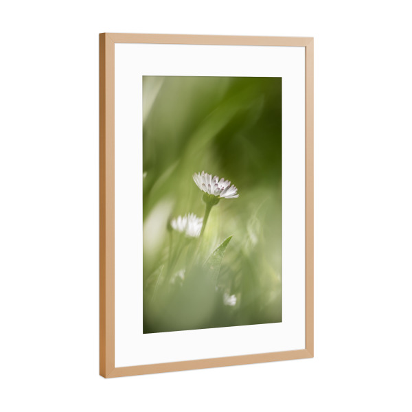Poster mit Rahmen Kupfer "Gänseblümchen Naturfoto" artboxONE - Natur,Floral