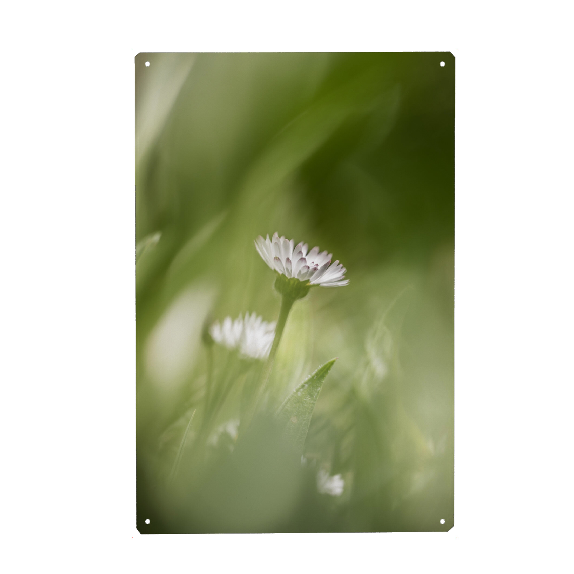 Metall Poster "Gänseblümchen Naturfoto" artboxONE - Natur,Floral