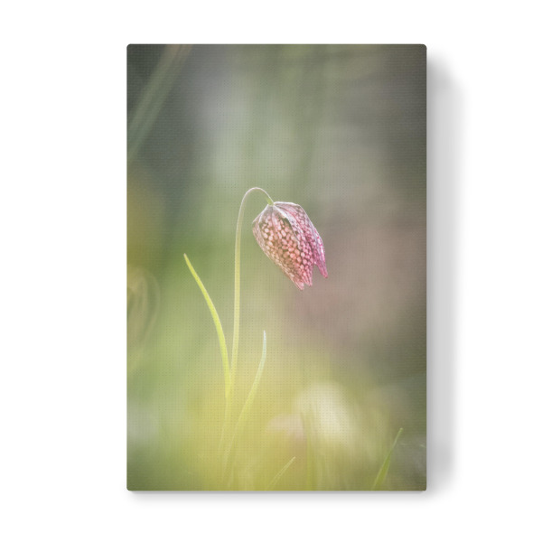 Leinwandbild "Schachblume" artboxONE - Natur,Floral