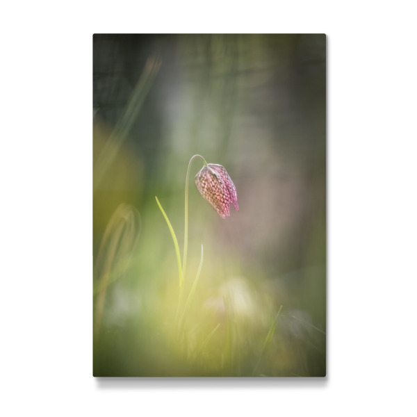 Galerie-Print "Schachblume" 30x20 cm artboxONE