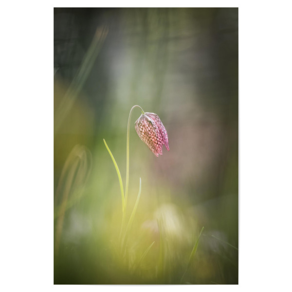 Poster "Schachblume" artboxONE - Natur,Floral