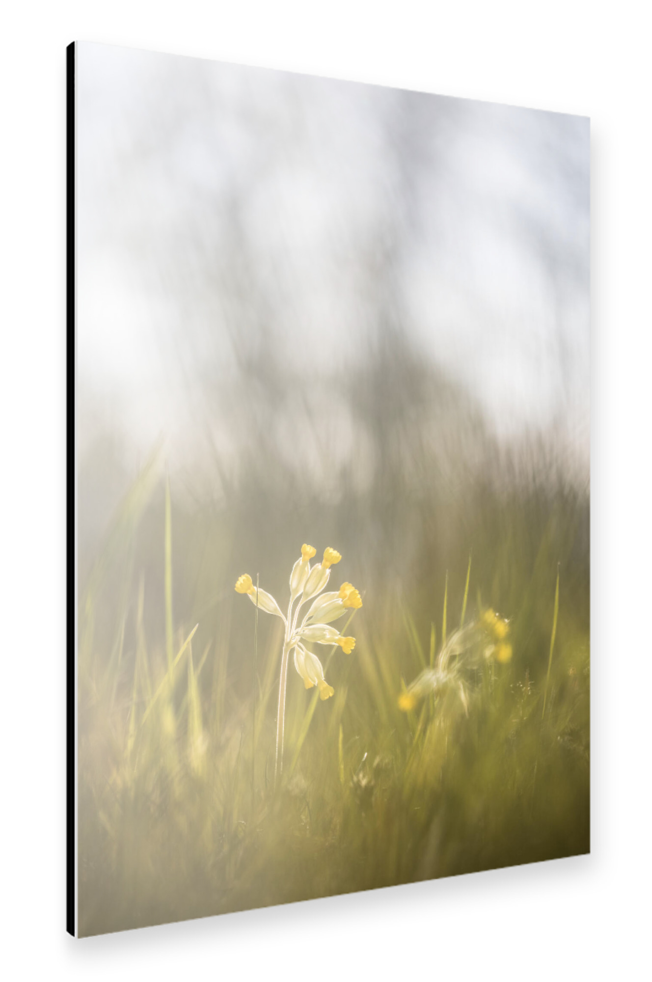 Alu-Dibond "Schlüsselblume" 75x50 cm artboxONE
