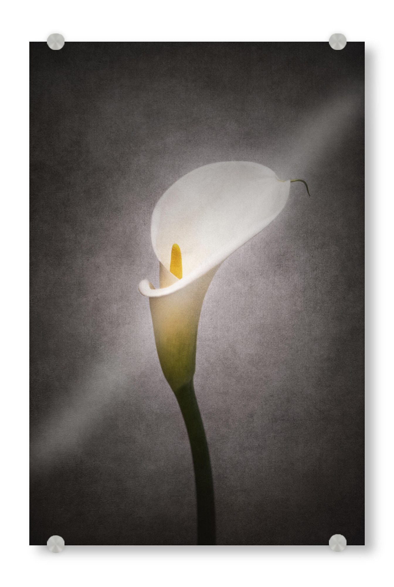 Acrylglasbild "Grazile Blume - Calla" artboxONE - Natur,Floral