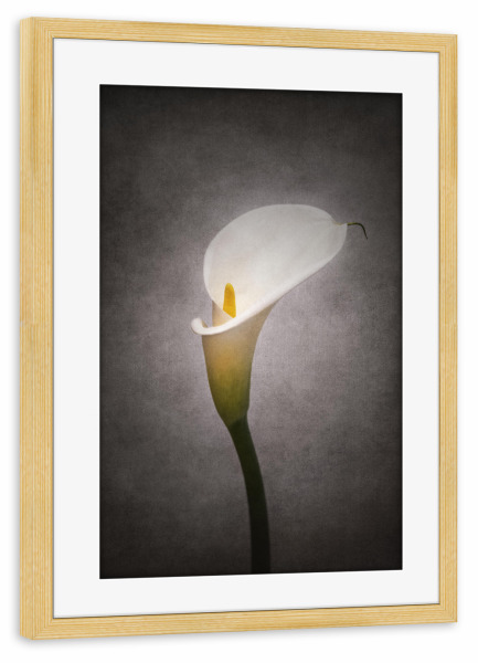 Poster mit Rahmen kiefer "Grazile Blume - Calla" artboxONE - Natur,Floral