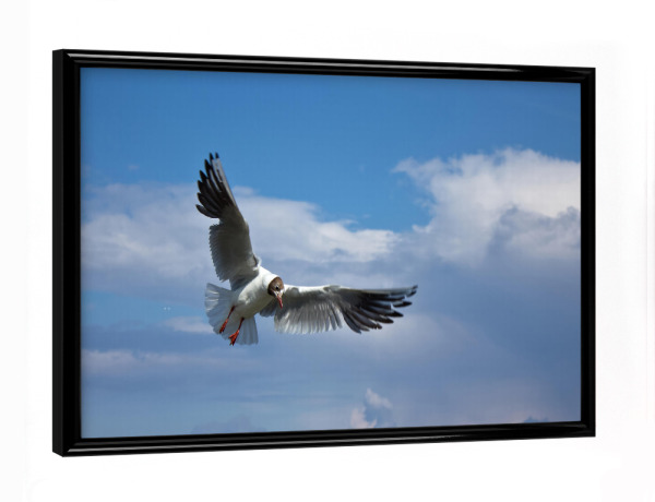 Poster mit schwarzem Rahmen "Lachmöwe im Flug" artboxONE - Natur,Tiere