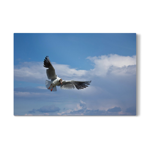 Galerie-Print "Lachmöwe im Flug" 30x20 cm artboxONE