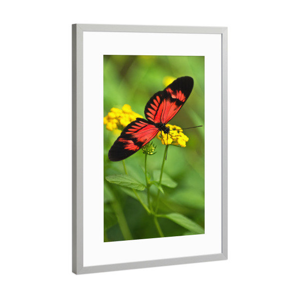 Poster mit Rahmen Silber "Schmetterling auf gelber Blüte" artboxONE - Natur,Tiere