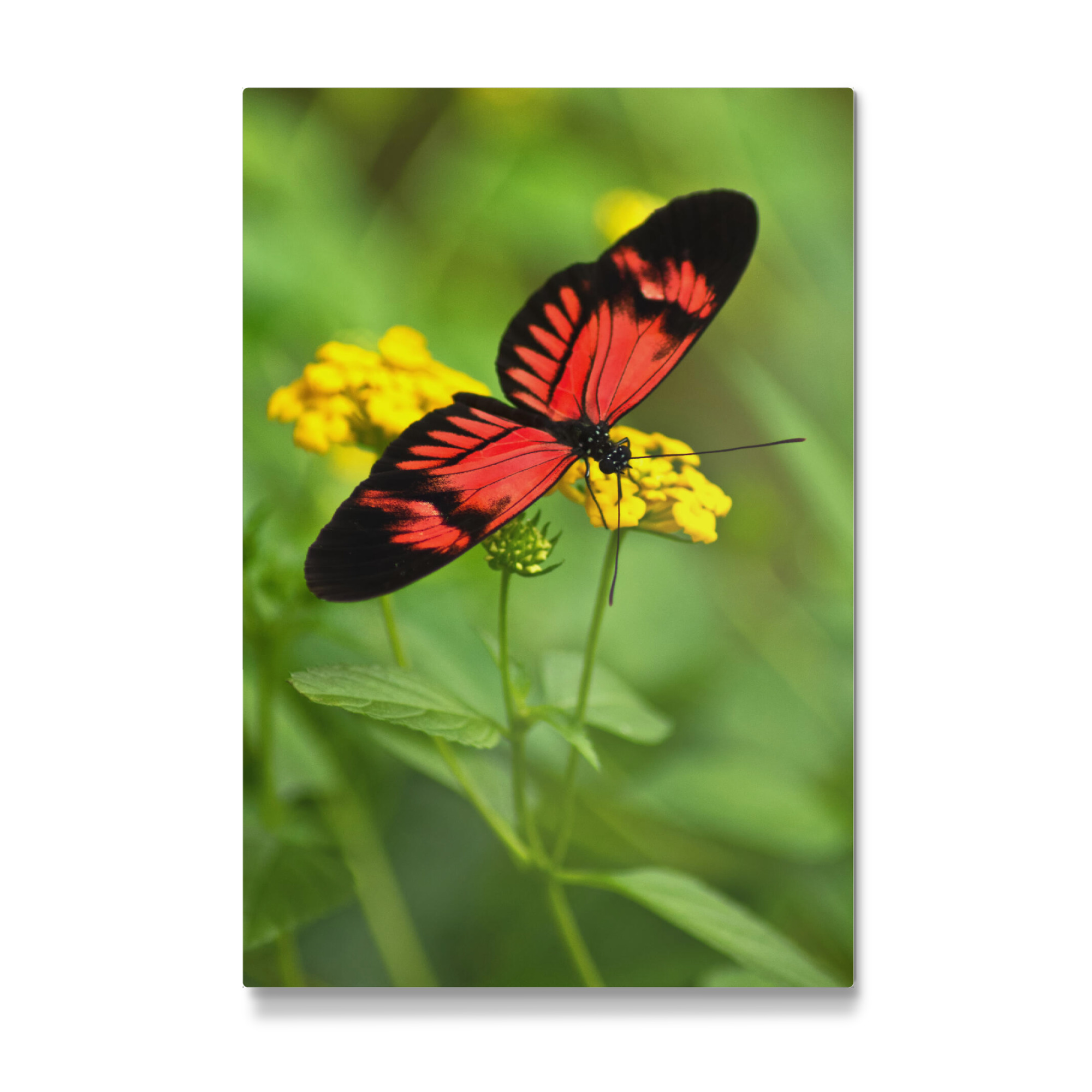 Galerie-Print "Schmetterling auf gelber Blüte" 30x20 cm artboxONE
