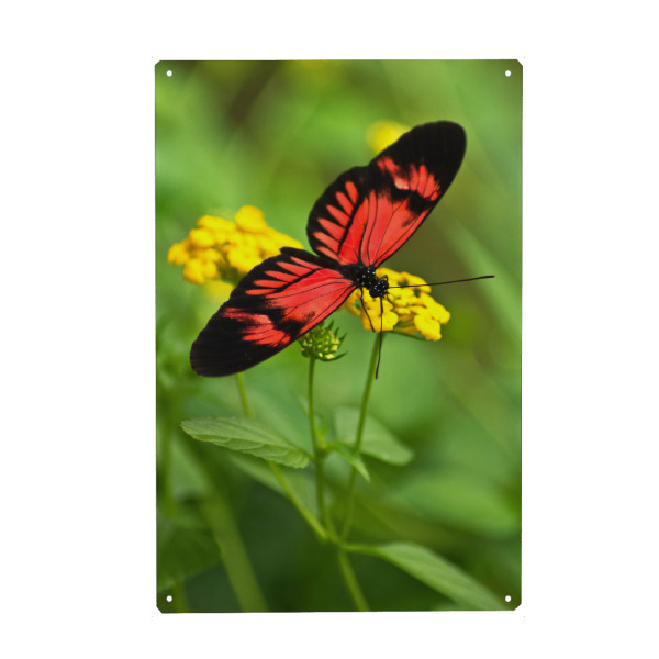 Metall Poster "Schmetterling auf gelber Blüte" artboxONE - Natur,Tiere