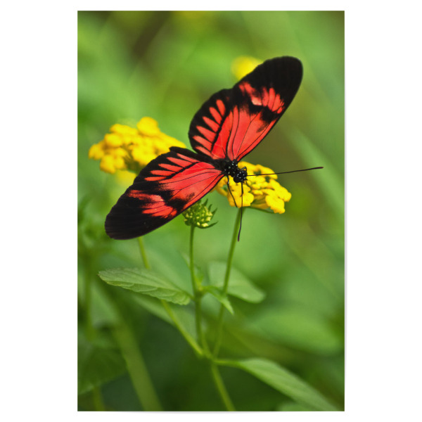 Poster "Schmetterling auf gelber Blüte" artboxONE - Natur,Tiere