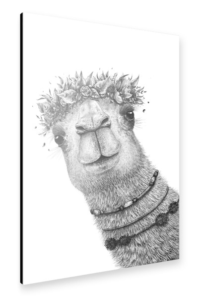 Alu-Dibond "Camel with wreath" 30x20 cm artboxONE