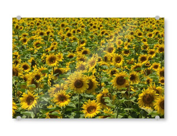 Acrylglasbild "Sonnenblumen im August" artboxONE - Natur,Floral