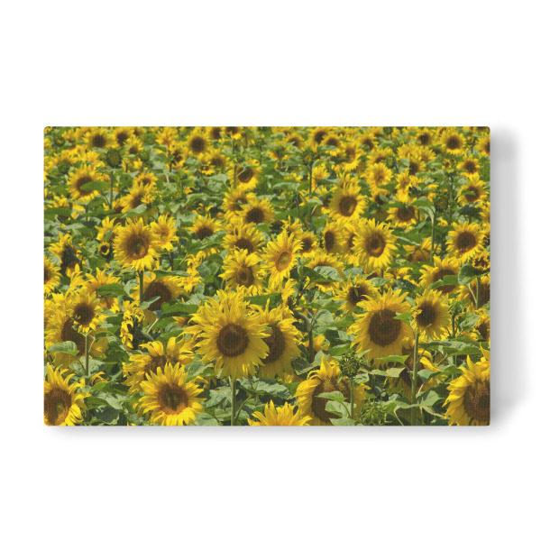 Leinwandbild "Sonnenblumen im August" artboxONE - Natur,Floral