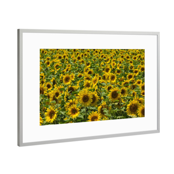 Poster mit Rahmen Silber "Sonnenblumen im August" artboxONE - Natur,Floral