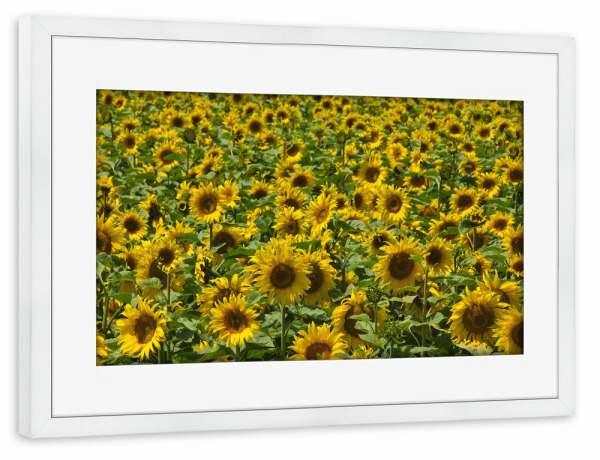 Poster mit Rahmen weiß "Sonnenblumen im August" artboxONE - Natur,Floral