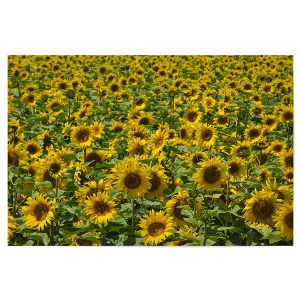 Poster 30x20 cm "Sonnenblumen im August" artboxONE - Natur,Floral