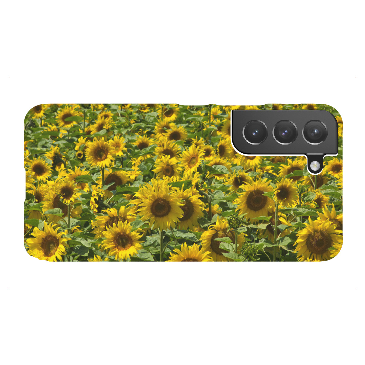 "Sonnenblumen im August"für Samsung Galaxy - Premium-Case Handyhülle artboxONE