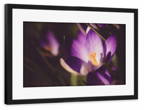Poster mit Rahmen schwarz "Time of Crocuses" artboxONE - Natur,Floral,Für Mama
