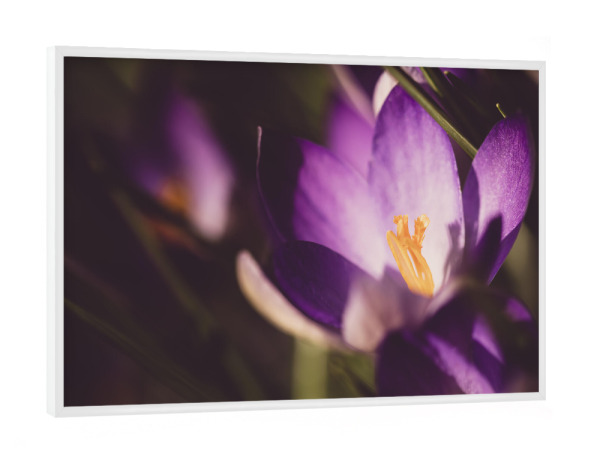 Poster mit weißem Rahmen "Time of Crocuses" artboxONE - Natur,Floral,Für Mama