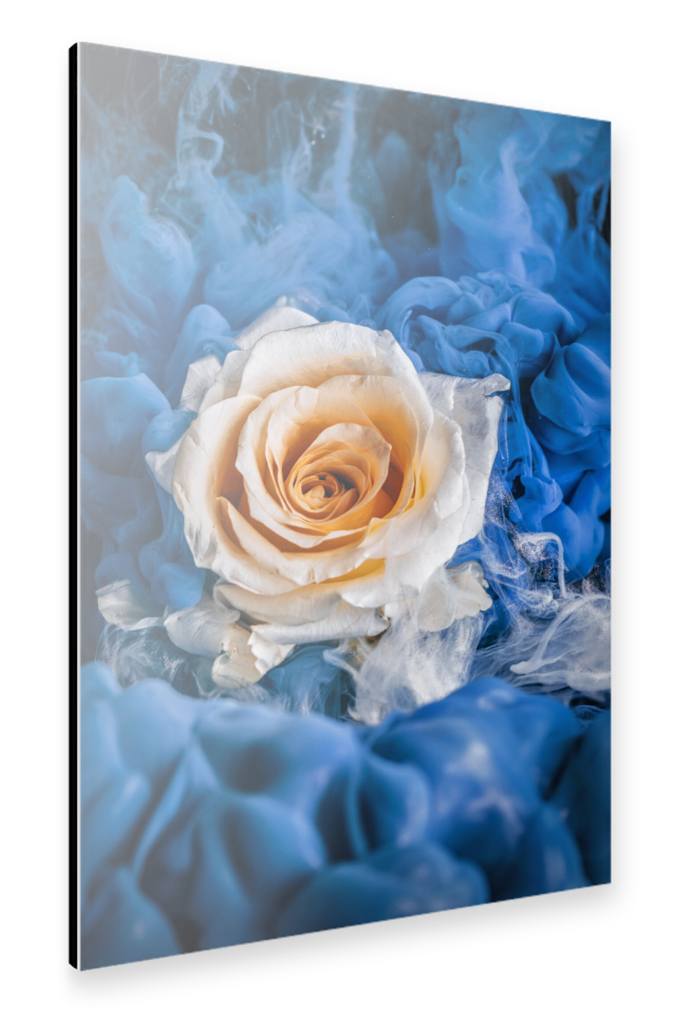 Alu-Dibond "Magische Rose" 30x20 cm artboxONE