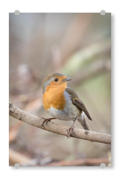 Acrylglasbild "Kleines Rotkehlchen" artboxONE - Natur,Tiere