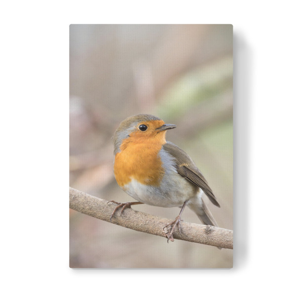 Leinwandbild "Kleines Rotkehlchen" artboxONE - Natur,Tiere