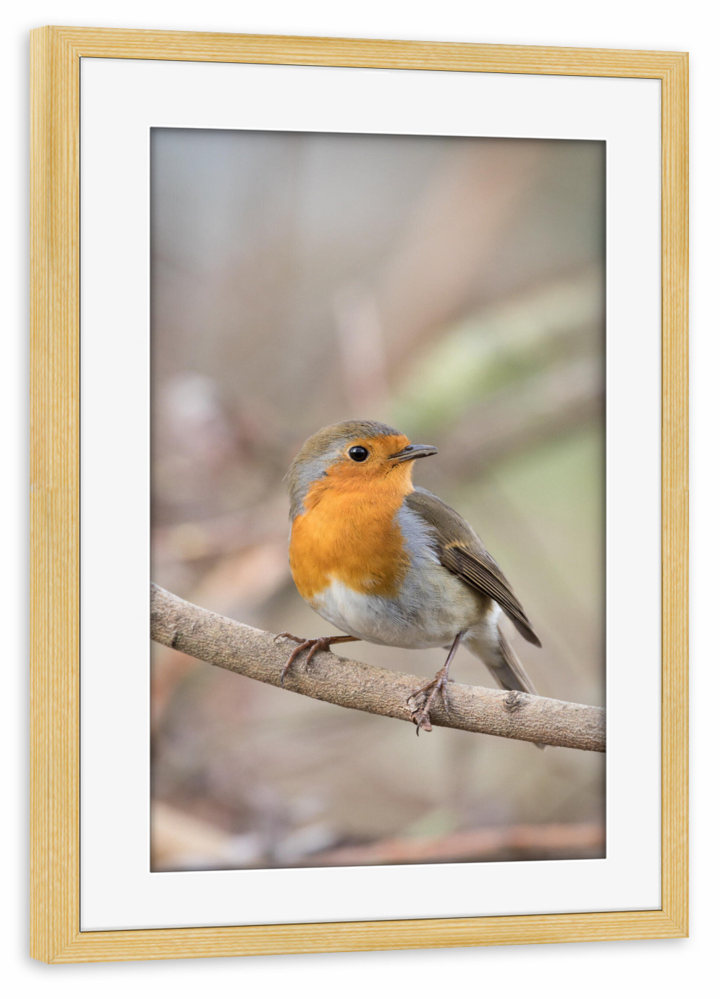 Poster mit Rahmen kiefer "Kleines Rotkehlchen" artboxONE - Natur,Tiere